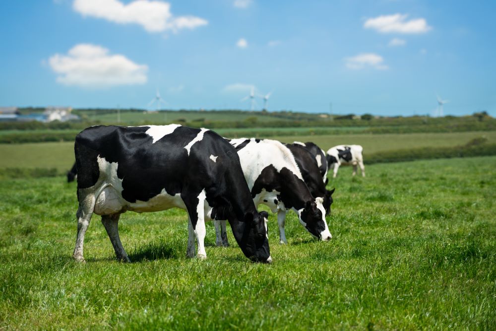 Dairy cows grazing on a field of grass