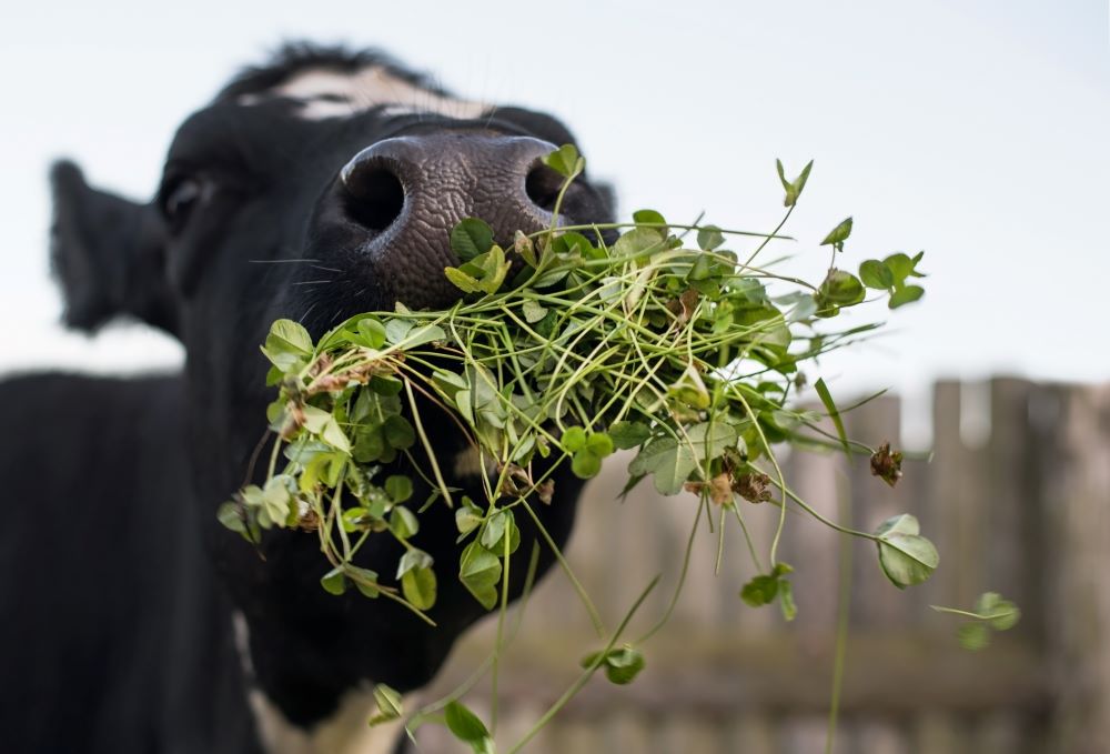 Grass fed cow eating white clover