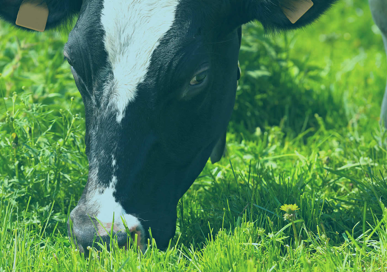 Image of cow grazing on grass