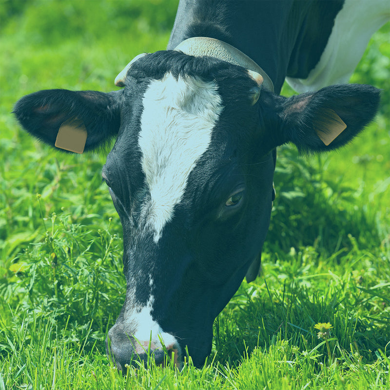 Image of cow grazing on grass